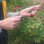 Gewöhnlicher Schneeball