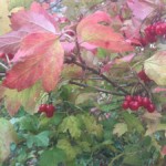 Gewöhnlicher Schneeball