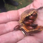 Früchte vom Amerikanischen Gewürzstrauch