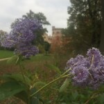 Säckelblume