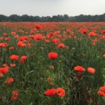 (Foto: Fides Mahrla)