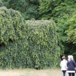 Zwei Hängebuchen mit Formschnitt „Elefant"