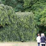 Zwei Hängebuchen mit Formschnitt „Elefant"