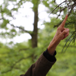 Das sind die Dornen der Gleditschie (Lederhülsenbaum), sie kommt aus Amerika.