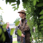 Unter den Blättern des japanischen Schnurbaums