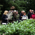 Kirschlorbeer - ein Einwanderer aus Kleinasien.