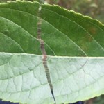 Als Chinesischer Guttaperchabaum wird die Gummiulme (Eucommia ulmoides) bezeichnet. Bekannt ist der Baum für seinen eingetrockneten Milchsaft, das Guttapercha (malaiisch: getah „Gummi“, percha „Baum“)