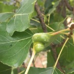 Spiralige Drehung und Verdickung des Blattstiels: die Galle der Spiralgallenlaus in Lebensgemeinschaft auf der Schwarzpappel