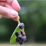 Lecker - die Früchte der Kupferfelsenbirne.