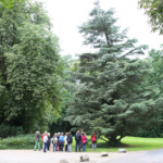 Dieser Mammutbaum ist noch längst nicht ausgewachsen.