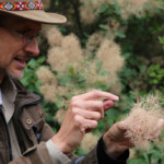 Perrückenstrauch - der Name ist Programm.