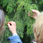 Tasten und Riechen - Thuja - Riesenlebensbaum.