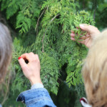 Tasten und Riechen - Thuja - Riesenlebensbaum.