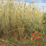 Das Getreide reift, der Mohn ist verblüht.