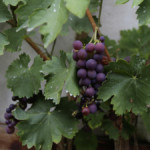 Der Wein hat viele Liebhaber.