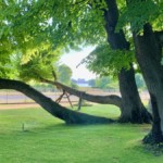 Durchblick auf Potsdam. Die Alte Linden mit Schrägwuchs werden gestützt.