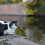 Die Familienkatze beobachtet aus sicherer Distanz die Besucher.