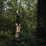 Abgestorbene Buche im Wildpark Potsdam Abgestorbene Buche im Wildpark Potsdam