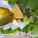 Bananenstaude im Winzerberg