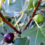 Nicht nur Wein, sondern auch Feigen reifen im Winzerberg.